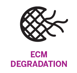 ECM DEGRADATION