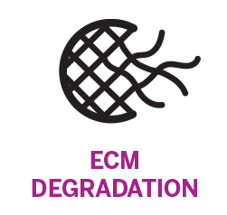 ECM DEGRADATION